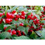 ВИШНЯ войлочная  Царевна