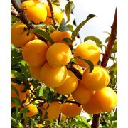 АЛЫЧА  Подарок Санкт Петербургу