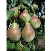 ГРУША Аллегро (пакет)