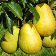 ГРУША Чижевская (пакет)