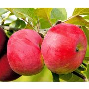 ЯБЛОНЯ Розочка