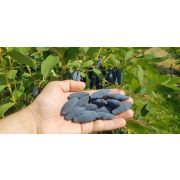 Жимолость Услада