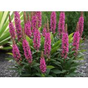 Дербенник Робин 0,1л июнь 26