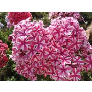 Флокс метельчатый Наташа 0,1л июнь 26