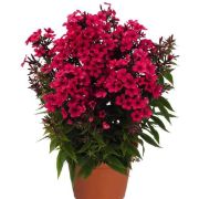 Флокс метельчатый Эрли Ред 0,1л июнь 26