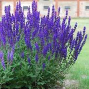 Шалфей дубравный Блю Букетта 0,1л  июнь 26