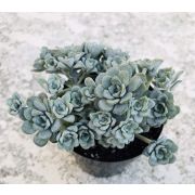 ОчитокКейп Бланко  0,1л июнь 26