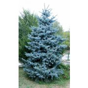 Ель колючая Глаука Аризоника 0,5л