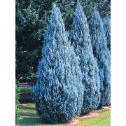 Можжевельник Мунглоу Р9