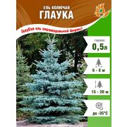 Ель голубая Глаука 0,5л