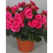 БЕГОНИЯ Махровая розовая