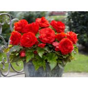 БЕГОНИЯ Махровая алая