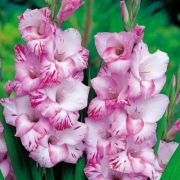 ГЛАДИОЛУС Май Лов