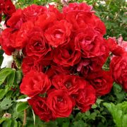 Хоуп фо Хьюманити (Houp of Humani) Европа