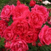 АЛЕКСАНДЕР МАККЕНЗ (Alexander MacKenzie) Роза канадская