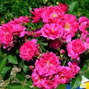 ДЖОН КАББОТ (John Cabot) Канадская роза