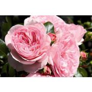 МАРИЯ ТЕРЕЗА (Mariatheresia) Европа