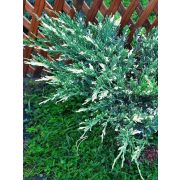 Можжевельник Андорра Вариегата 2л