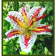 Лилия ЭКСЕЛЬСИОР