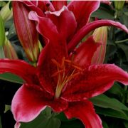 Лилия РЕД ФЛЭШ
