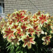 Лилия РОБЕРТ СУОНСОН