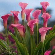 Калла Гарнет Глоу