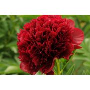 ПИОН Ред Меджик