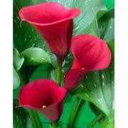 Калла Маджестик ред