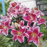 Лилия Старгейзер восточный гибрид