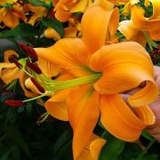 Лилия ОРАНЖ СПЕЙС