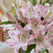 Лилия Виртуозо