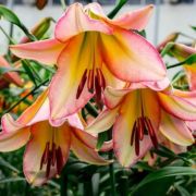 Лилия Бейджинг Мунг