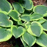 Хоста Абикуа Мунбим