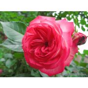 Антик  (Antik)  Европа