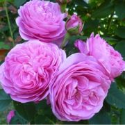 Луис Одиер (Россия)