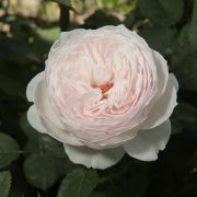 Принцесса Лиана (Россия)