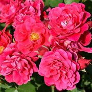 Фронтенак (Россия)