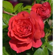 Черри Герл (Cherry Girl) КОРДЕС Германия