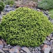 Ель обыкновенная Литл Джем 2л свежая посадка