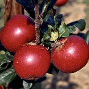 ЯБЛОНЯ Бая Мариса ( красномясая)