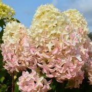 Гортензия Скайфолл 2 л 25г