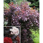 Пузыреплодник  Ред барон 0,5