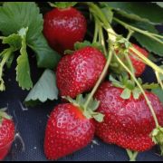 Крапо 10  (0.2л) РЕМ весна 26