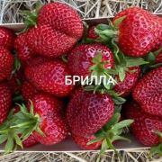 Брилла 0,5л весна 26