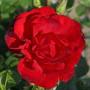 Кайен (Cayenne) КОРДЕС Германия