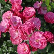 Ангела(Angela) КОРДЕС Германия