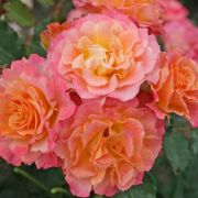 ЛандЛуст (LandLust) КОРДЕС Германия