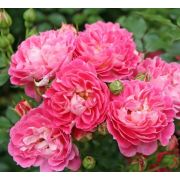 Шармант (Charmant) КОРДЕС Германия