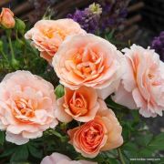 Импала (Impala) КОРДЕС Германия