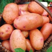 Картофель СНЕГИРЬ Супер элита 2кг